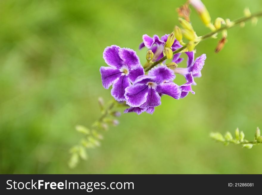 Purple color flower name Duranta erecta. Purple color flower name Duranta erecta