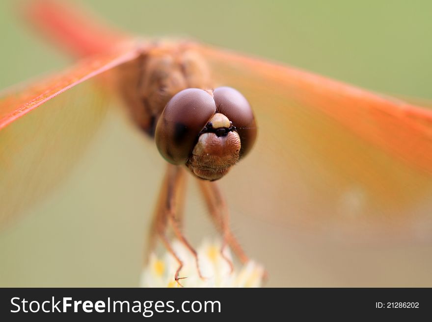 Orange dragonfly