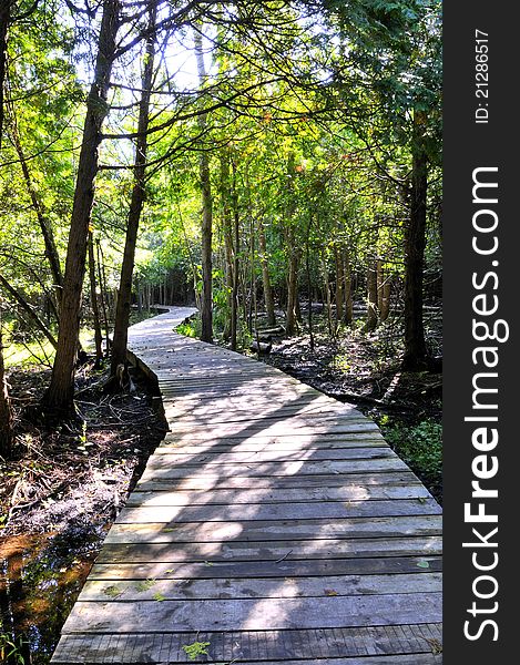 Wooden path made ​​for pedestrians and cyclists, and it stretches through the woods. Wooden path made ​​for pedestrians and cyclists, and it stretches through the woods