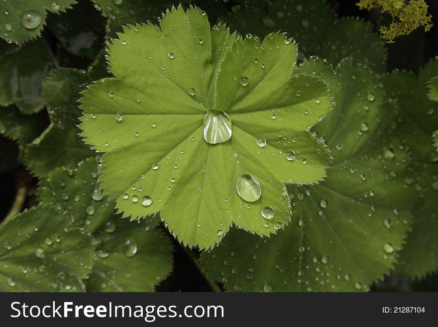 Dewdrops in the morning on green leafs.