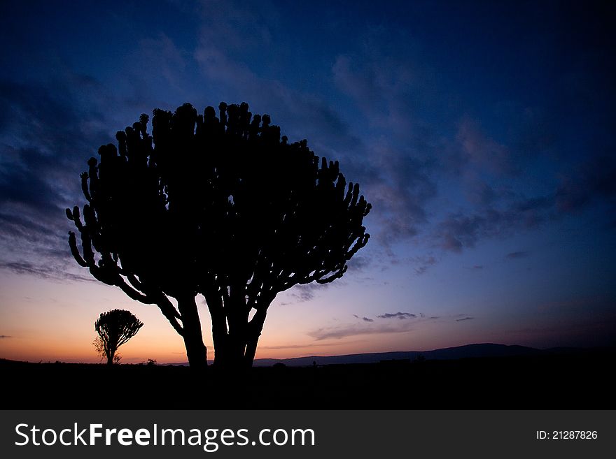 Sunrise in Africa with cactus silhouette. Sunrise in Africa with cactus silhouette