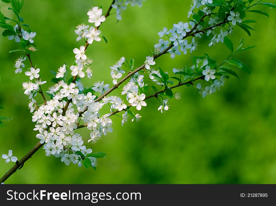 Blooming cherry-tree, sunny background