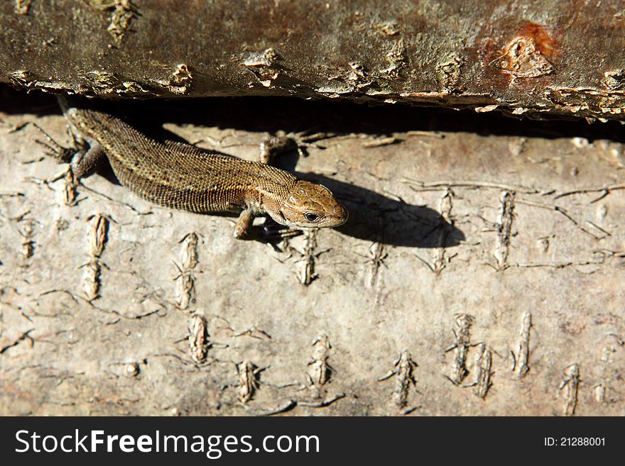 Brown wild lizard close up outdoors