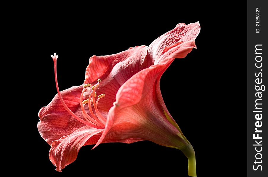 Closeup of red lily isolated on black background. Closeup of red lily isolated on black background