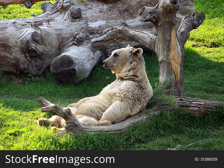 Bear sit on armchair at the zoo