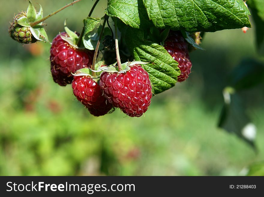 Delicious fresh red raspberry outdoors