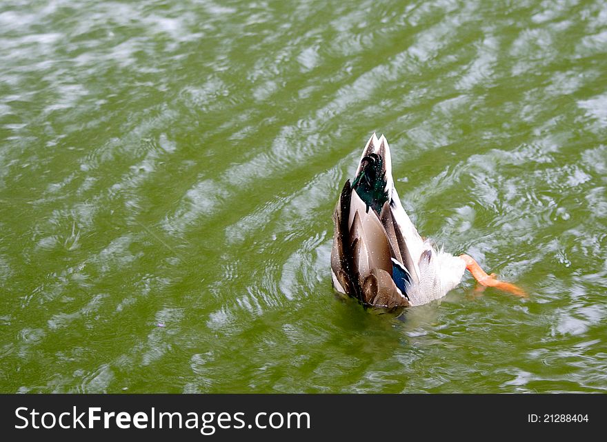 Duck head in the water