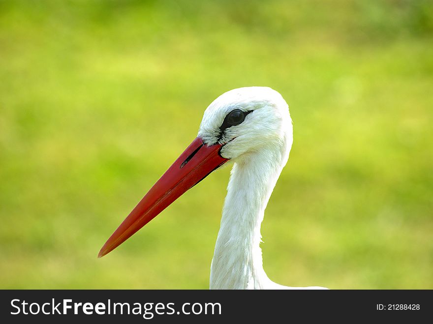 Beautiful stork on green background