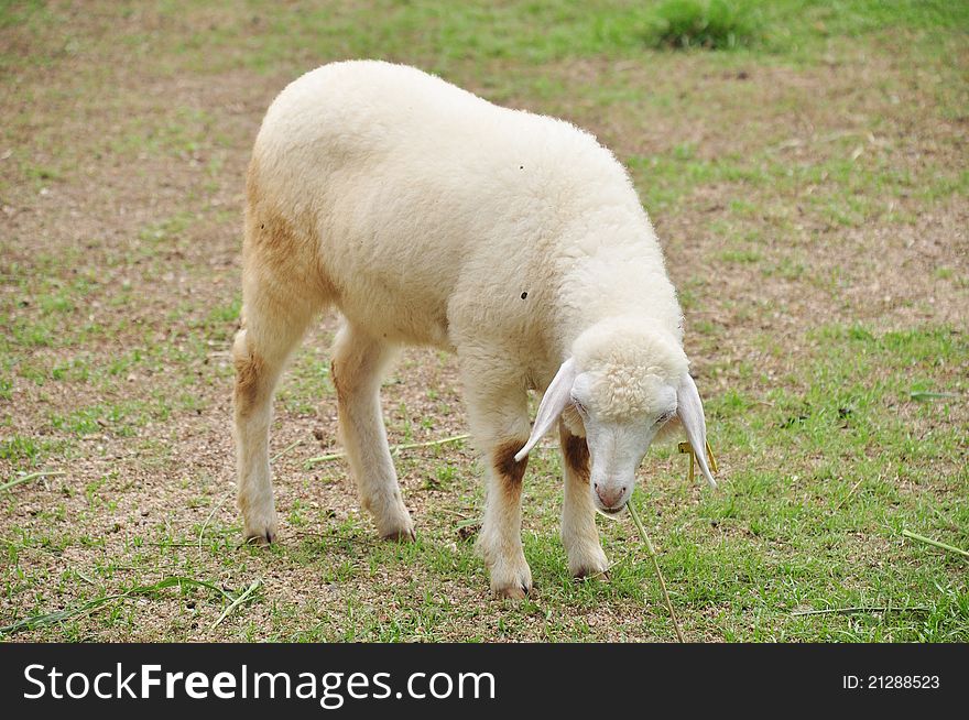 One sheep is during eat grass at farm in Ratchburi of Thailand