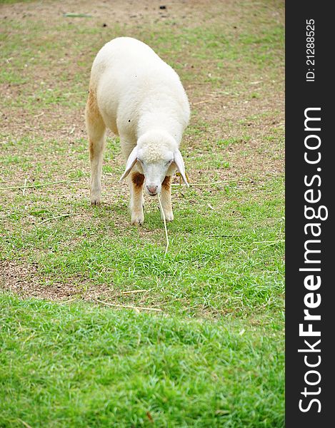 One sheep is during eat grass at farm in Ratchburi of Thailand