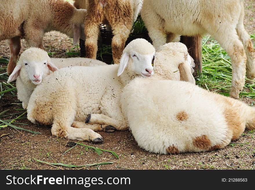 Sheep is lying in farm