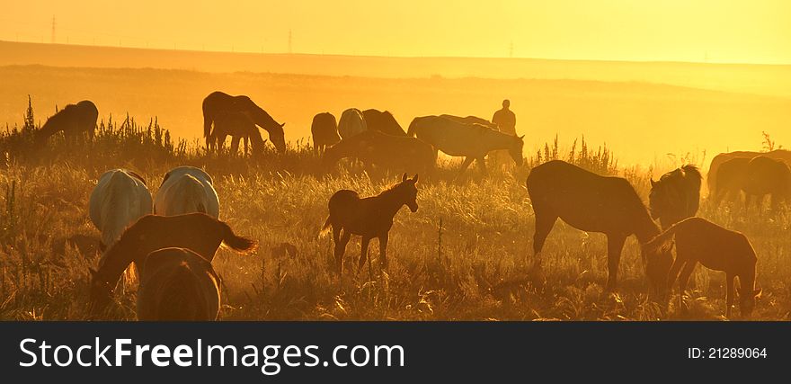 Horses grazing in Steppe at sunset