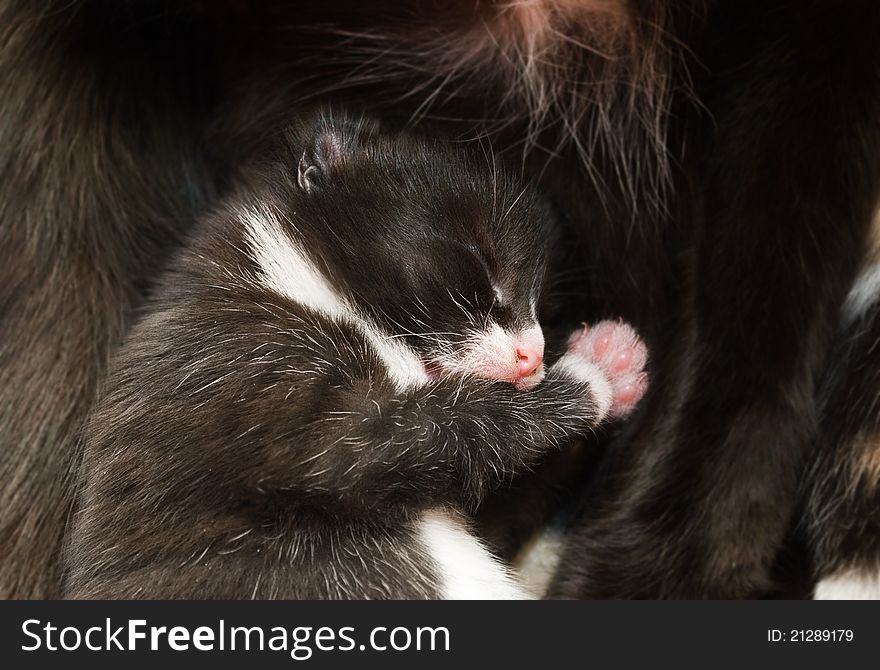 Close-up image of newborn kitten sleeping against her mother.