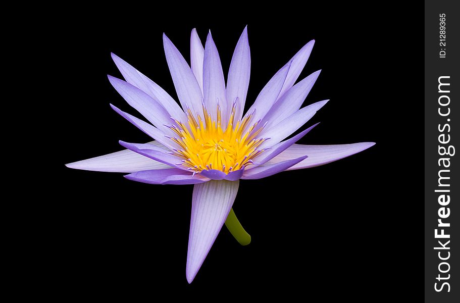 Purple water lily isolated on black background. Purple water lily isolated on black background