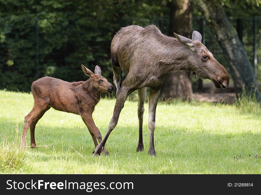 The adult elk with its juvenile in the grassland. The adult elk with its juvenile in the grassland.