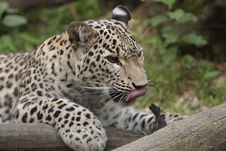 Persian Leopard Royalty Free Stock Photos