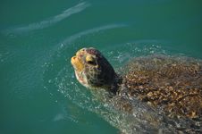 Green Sea Turtle Royalty Free Stock Images Green Sea Turtle Royalty Free Stock Images