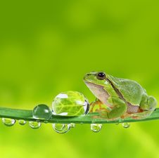 Tree Frog On Dewy Leaf - Macro Royalty Free Stock Images