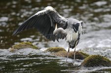 Grey Heron (Ardea Cinerea) Preening Royalty Free Stock Image Grey Heron (Ardea Cinerea) Preening Royalty Free Stock Image