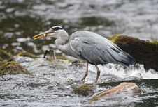 Grey Heron (Ardea Cinerea) With Fish Royalty Free Stock Photo Grey Heron (Ardea Cinerea) With Fish Royalty Free Stock Photo