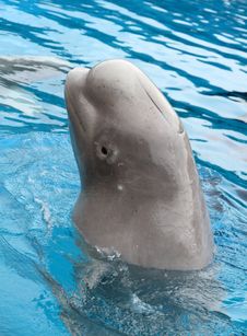 Beluga Whale Royalty Free Stock Image