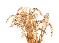 Ears Of Wheat Stock Photo Ears Of Wheat Stock Photo