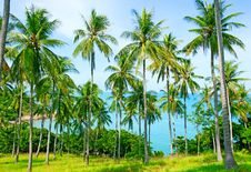 Beautiful Beach With Palm Tree Over The Sand Stock Photos Beautiful Beach With Palm Tree Over The Sand Stock Photos