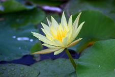 Water Lily Royalty Free Stock Image
