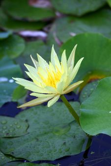 Water Lily Royalty Free Stock Photos