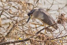 Black Crowned Night Heron Stock Images