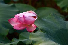 Pink Lotus Royalty Free Stock Photo