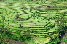 Rice Field Royalty Free Stock Image Rice Field Royalty Free Stock Image