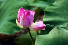 Pink Lotus Bud Stock Photos