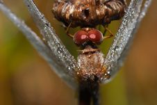 Close Up Of A Common Darter Dragonfly Royalty Free Stock Image