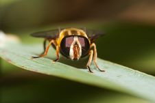 Macro Shot Of A Hover Fly Stock Images