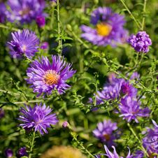 Purple Chrysanthemum Royalty Free Stock Photos