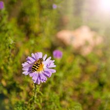 Bee Collects Nectar From A Flower Royalty Free Stock Photography Bee Collects Nectar From A Flower Royalty Free Stock Photography