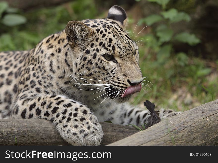 The lying persian leopard (Panthera pardus ciscaucasica).