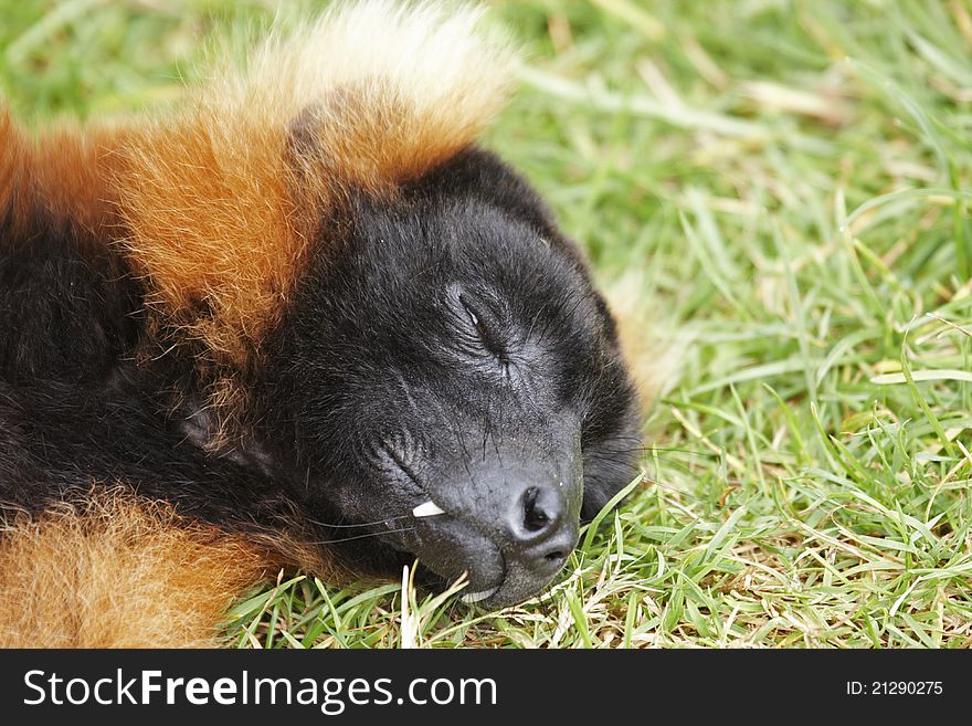 A close-up of a Red Ruffed Lemur's head showing its fangs.
