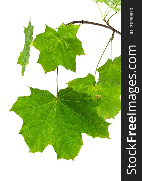 Green Maple Leaves Isolated On White