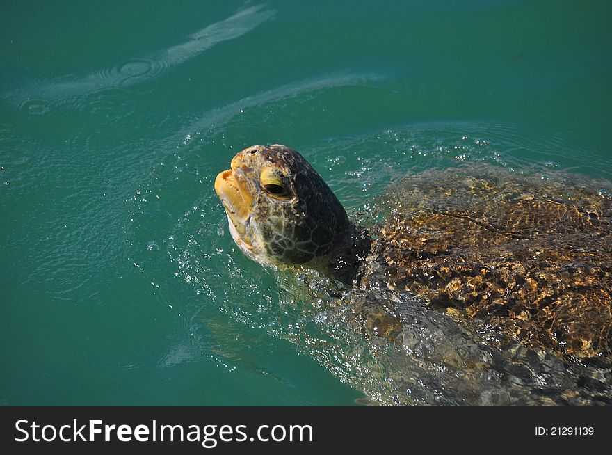 Green sea turtle comes to the surfsce