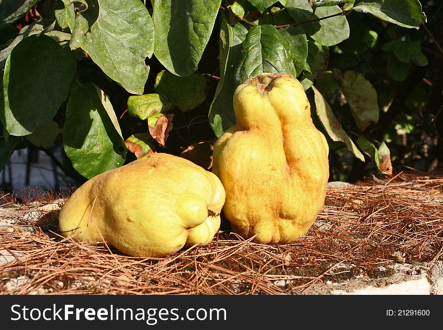 Yellow quince in green nature