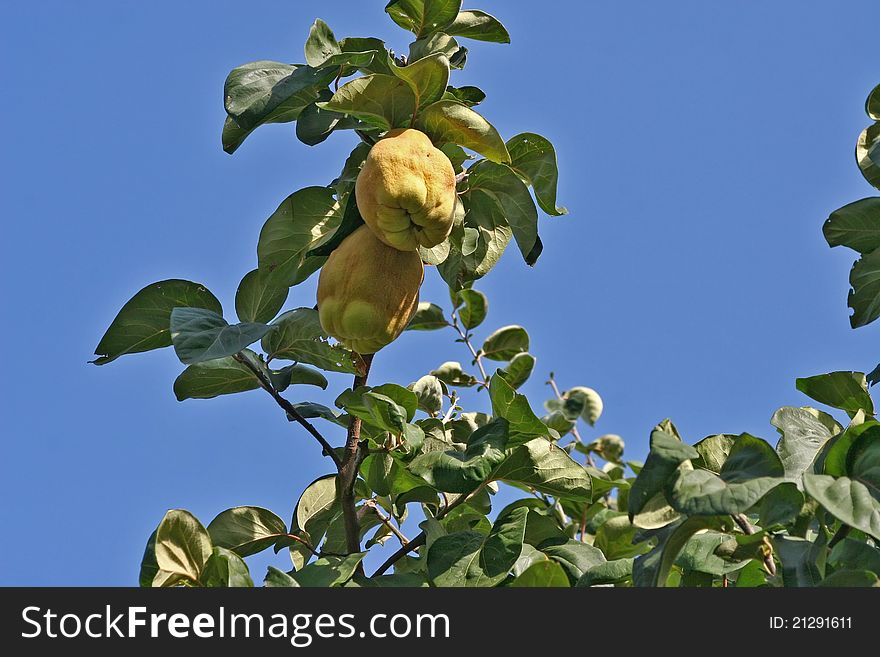 Yellow quince in green nature