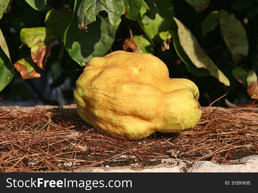 Yellow quince in green nature