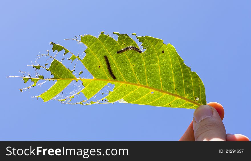 Couple caterpillars on the leaf of tree