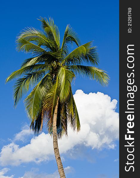 Coconut tree in beautiful sky. Coconut tree in beautiful sky