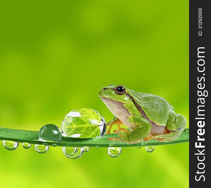 Tree Frog On Dewy Leaf - Macro