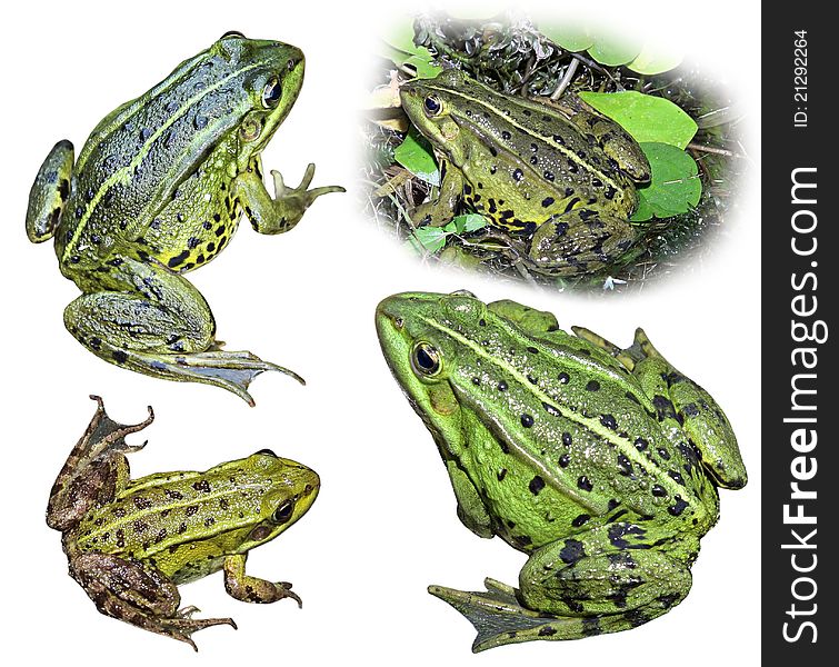 Collage from four frogs isolated on a white background. Rana esculenta.