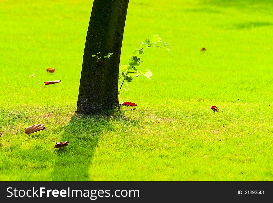 Details of above ground roots of a tree in the park.