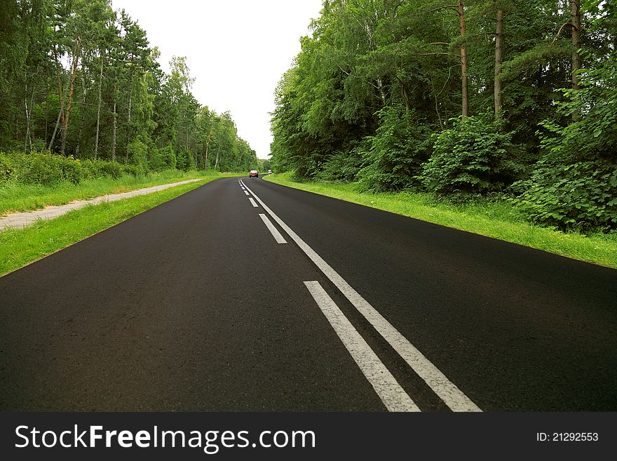 Road through the green forest